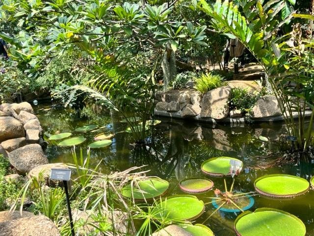 神代植物公園　温室内